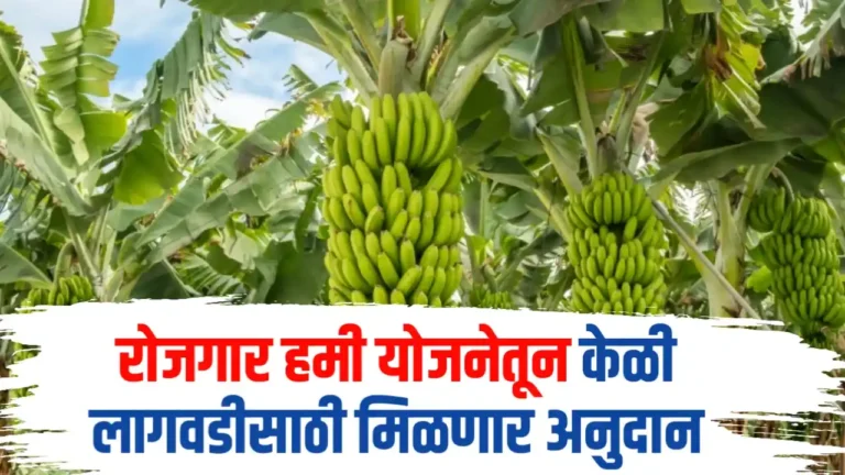 banana farming