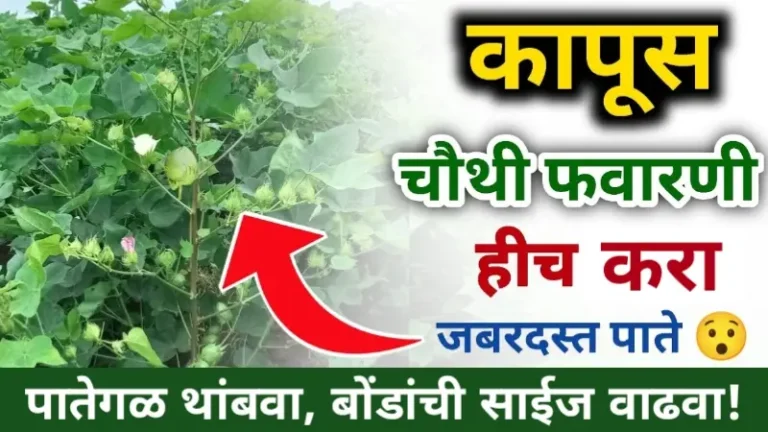 Cotton Spraying