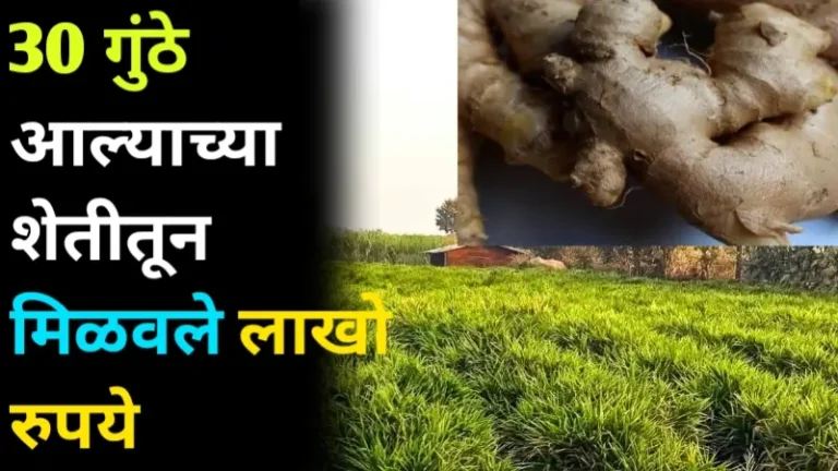 Ginger Farming