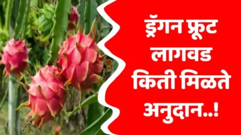 Dragon fruit anudan