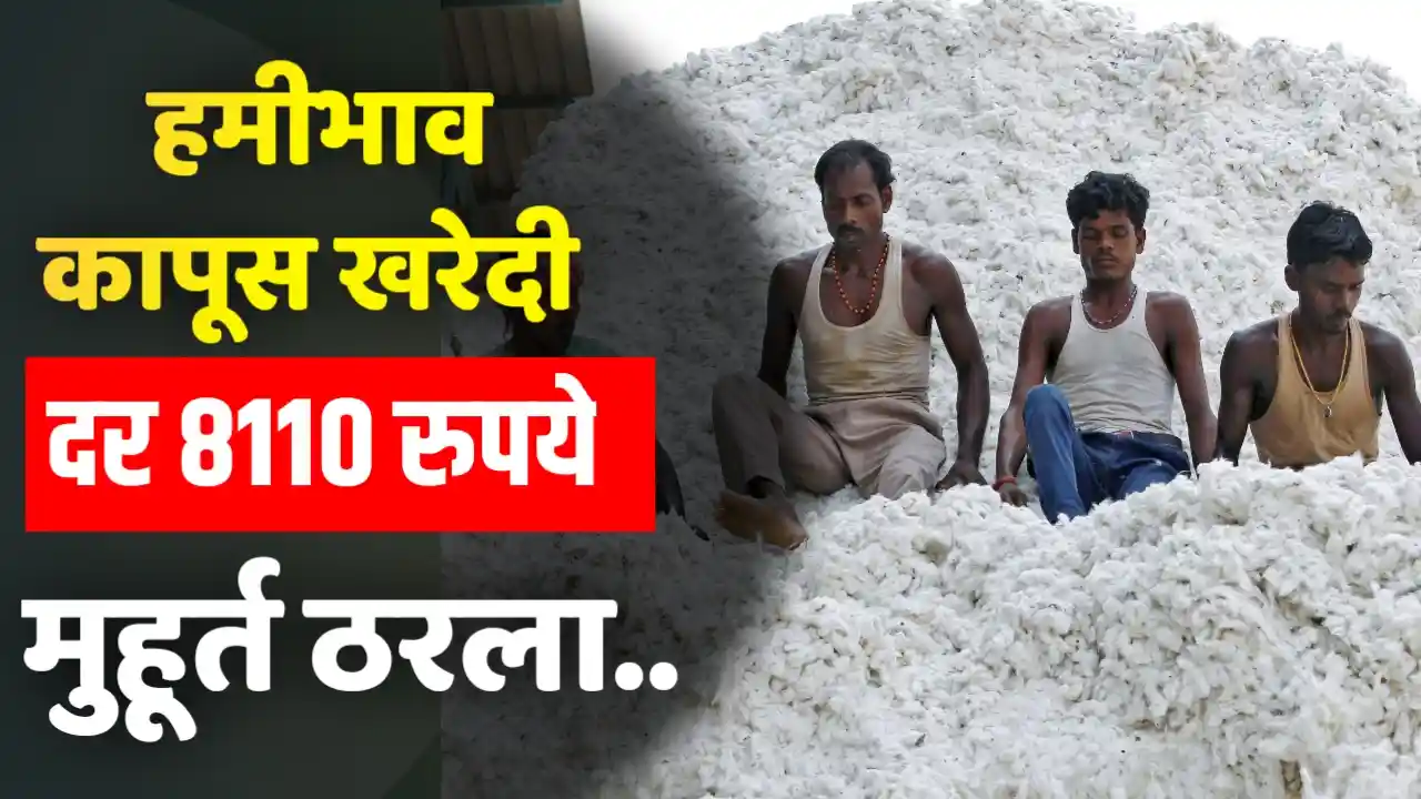 CCI Cotton Procurement